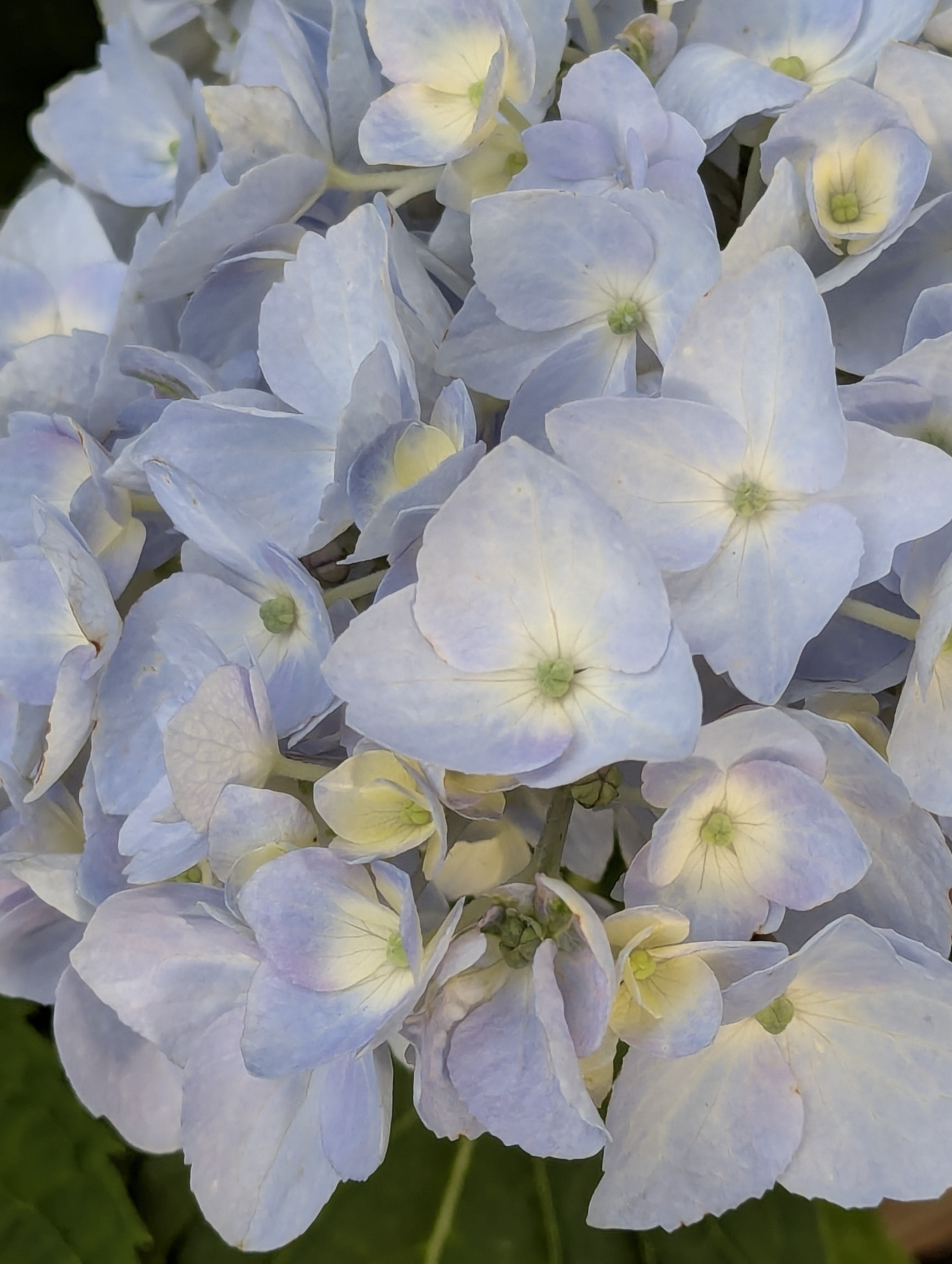 Garden, Morrison, Colorado